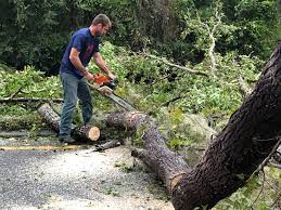 Trusted Sneedville, TN Tree Removal Services Experts